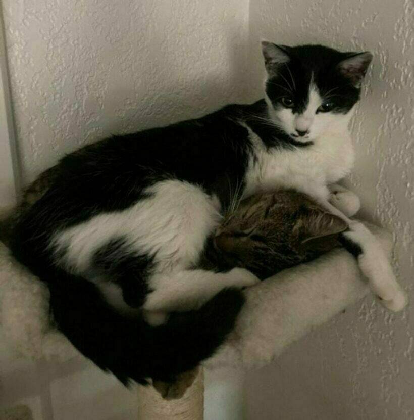 Картинка загружается...