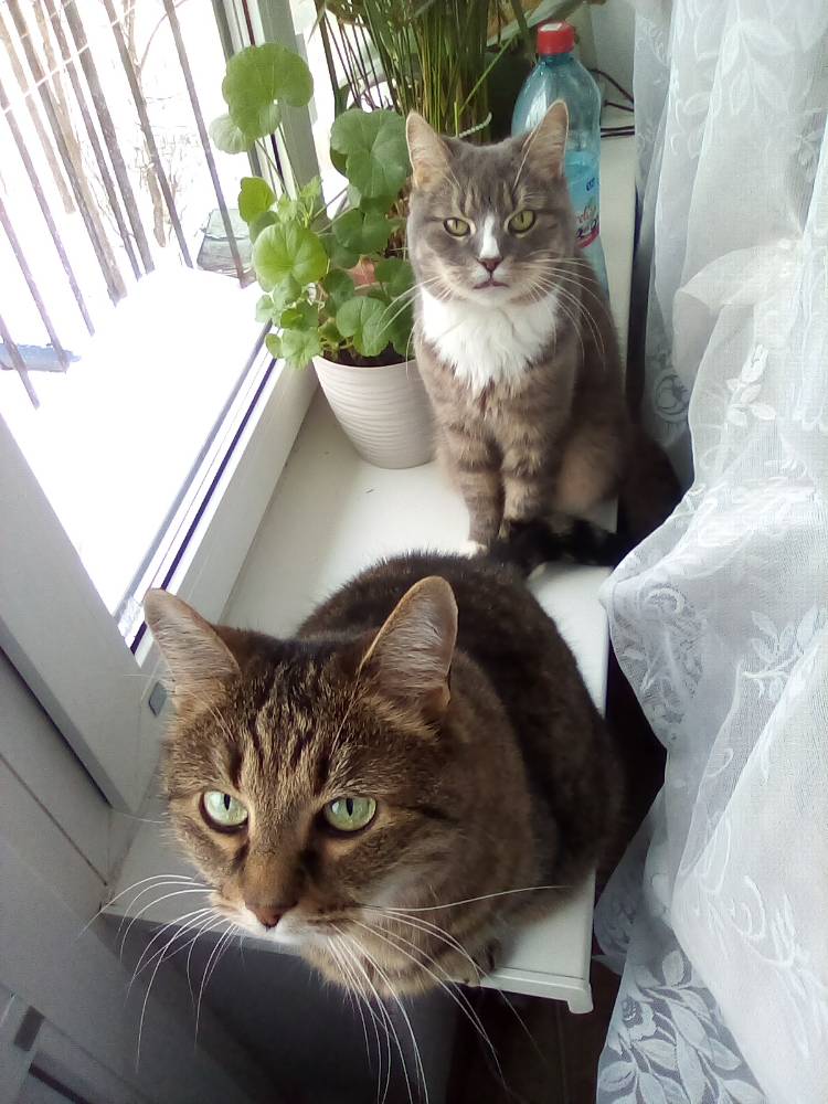 Картинка загружается...