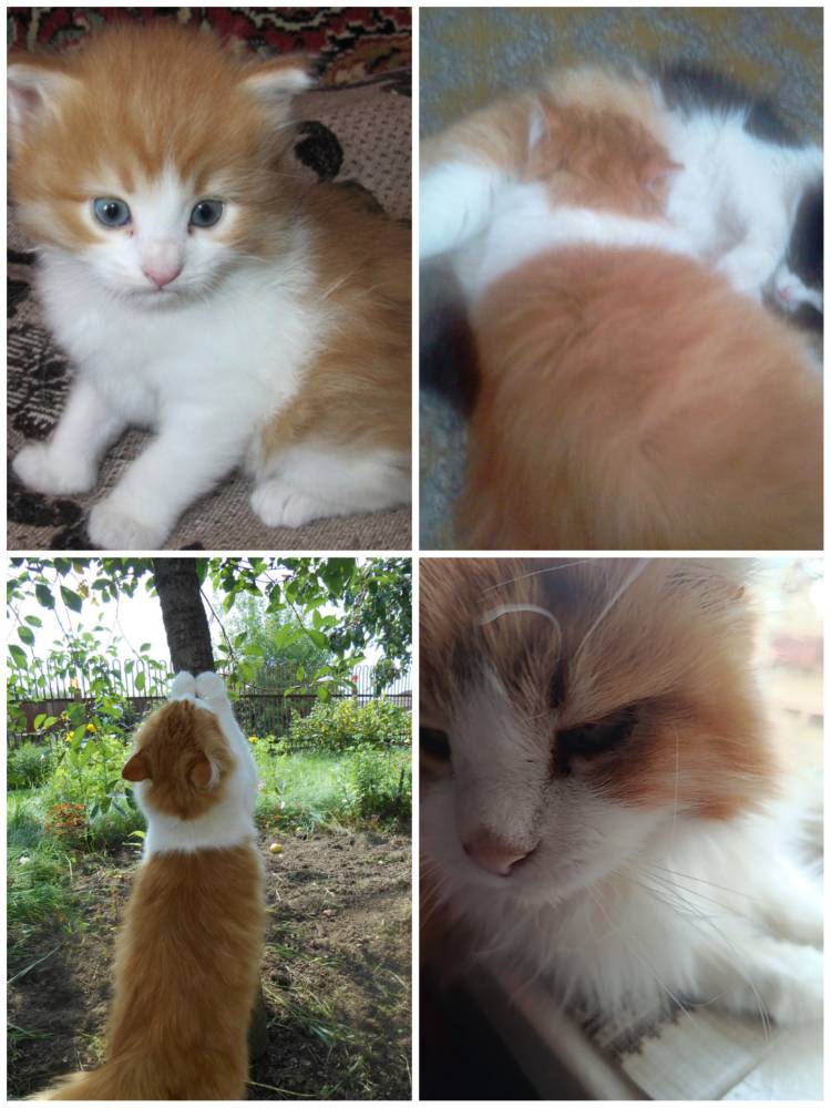 Картинка загружается...