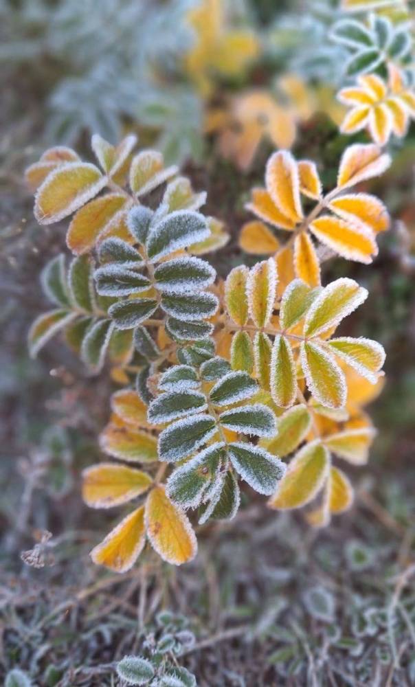 Картинка загружается...