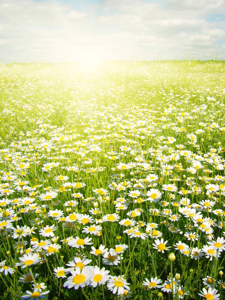 Картинка загружается...