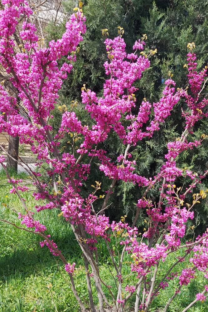 Картинка загружается...