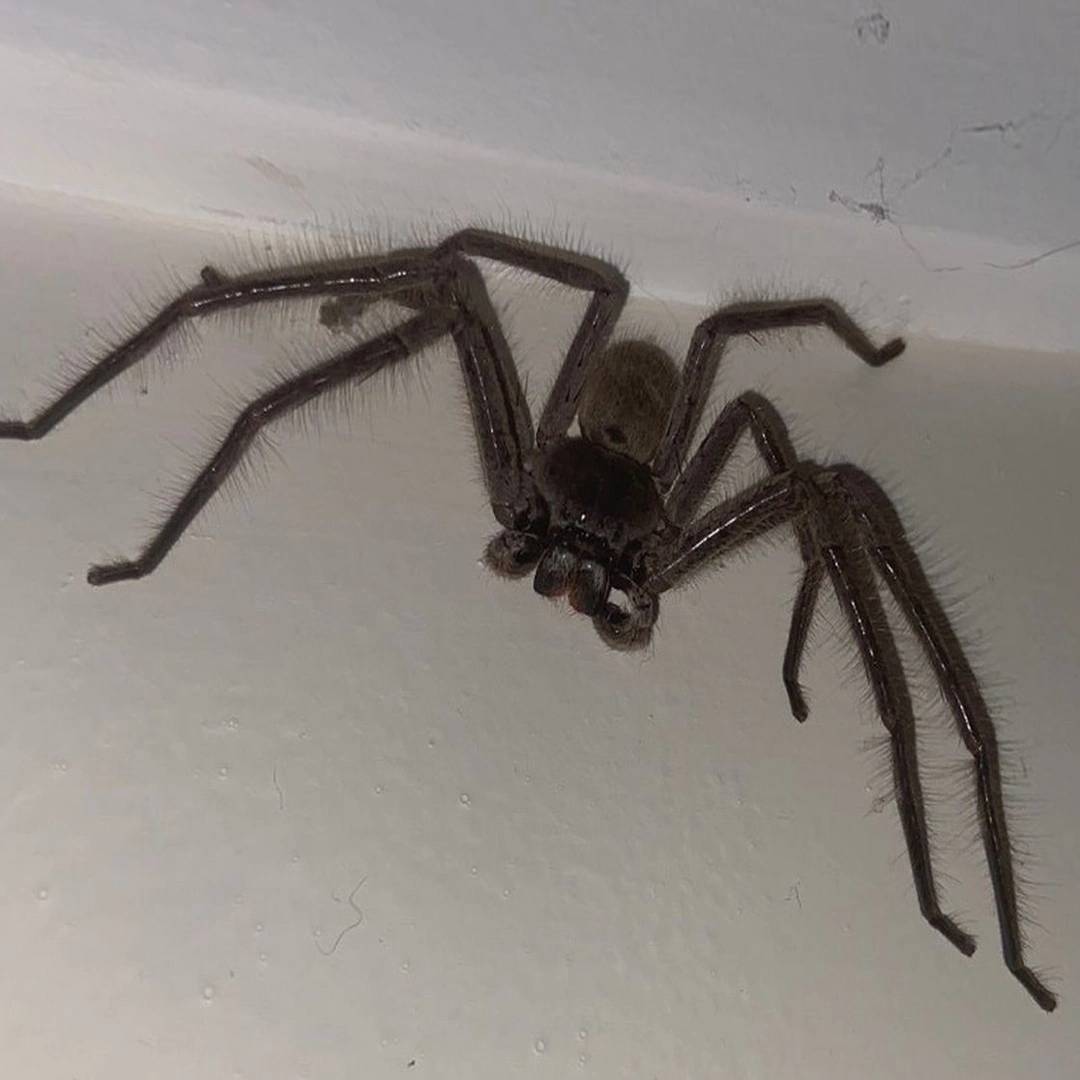 пауки в австралии в домах