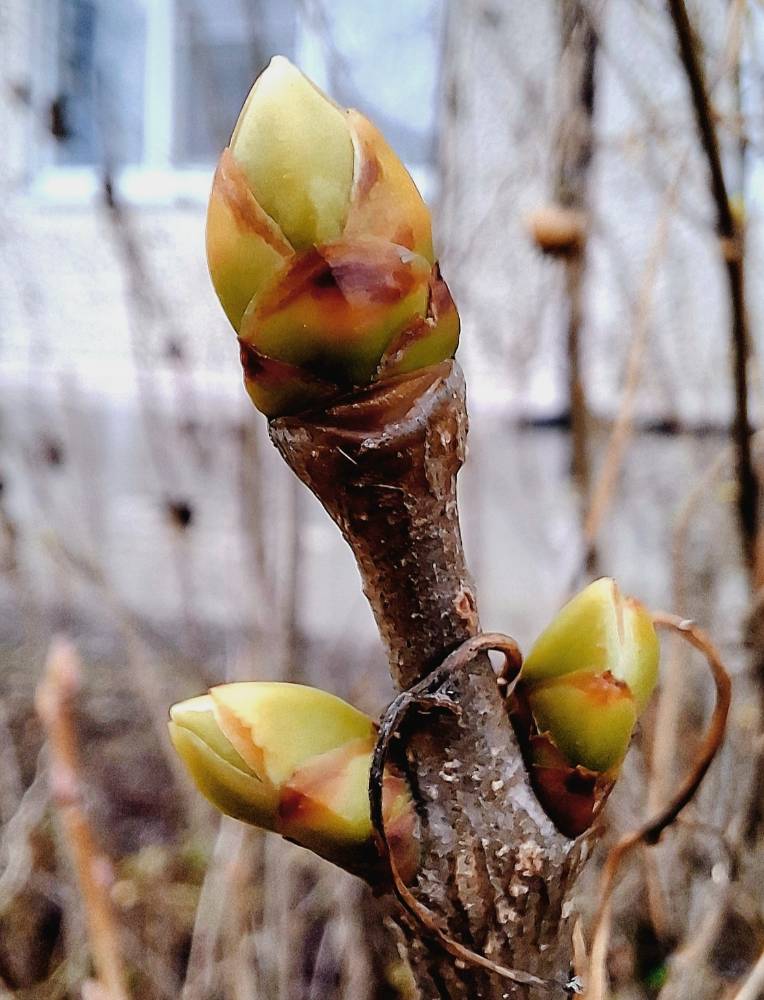 Картинка загружается...
