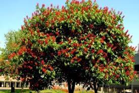 Картинка загружается...