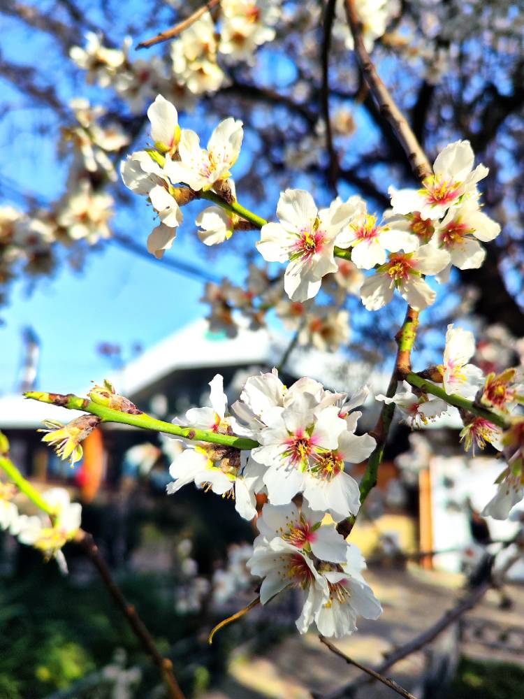 Картинка загружается...