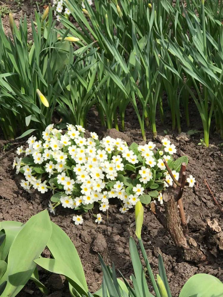 Картинка загружается...