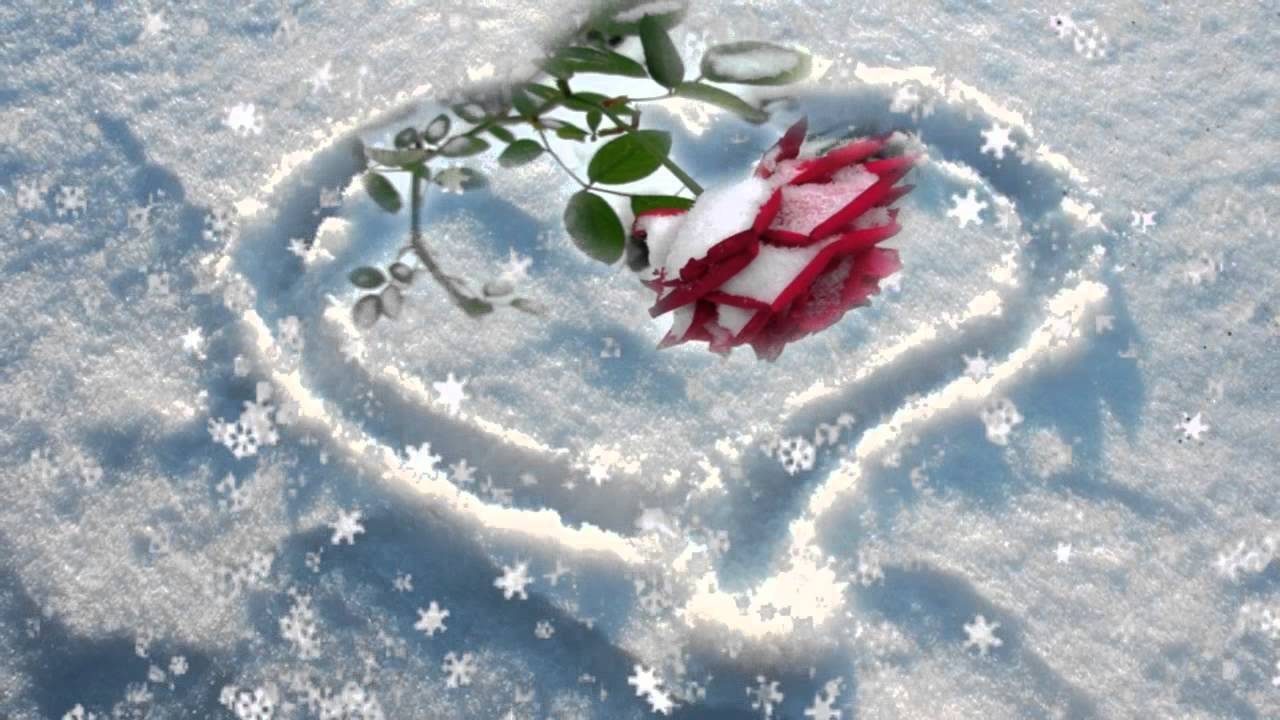 Зама сердце. Цветы в снегу. Сердечко на снегу. Зимнее сердце. Красивое сердечко на снегу.