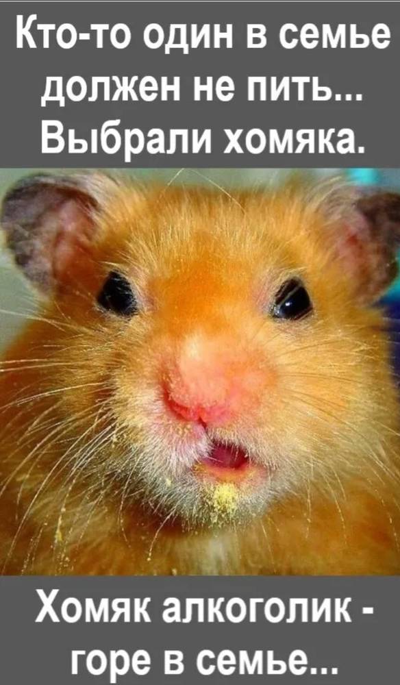 Хомячок тыкать