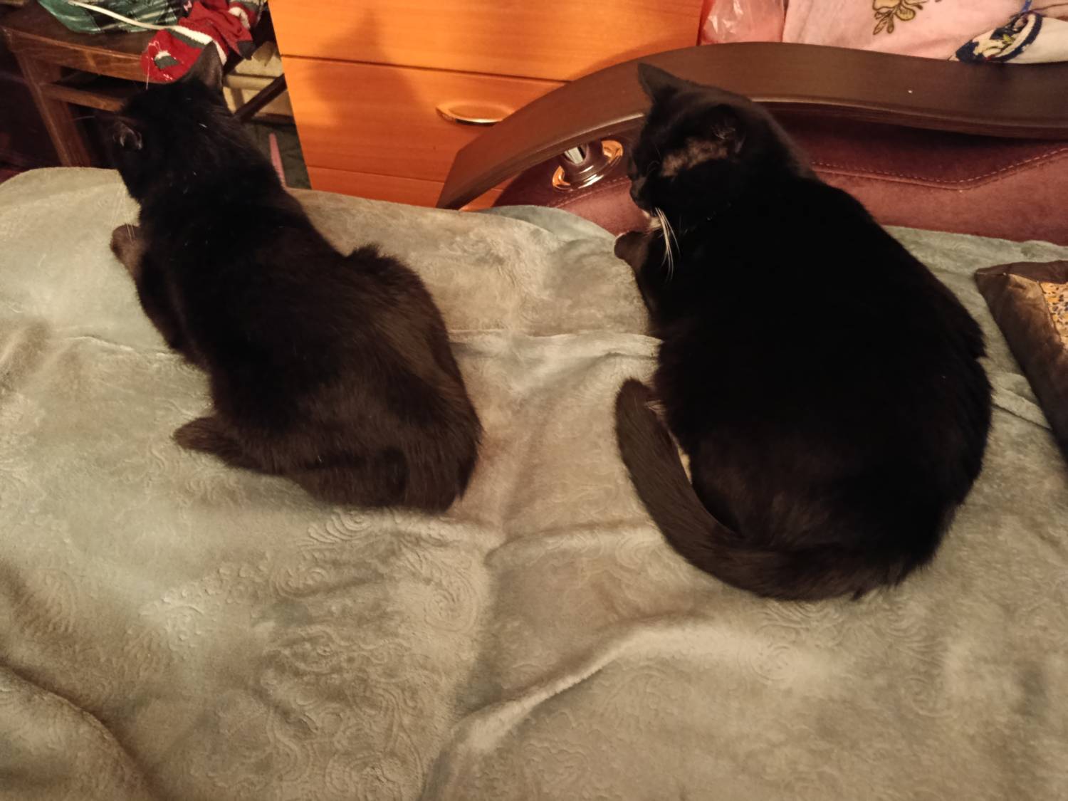 Картинка загружается...