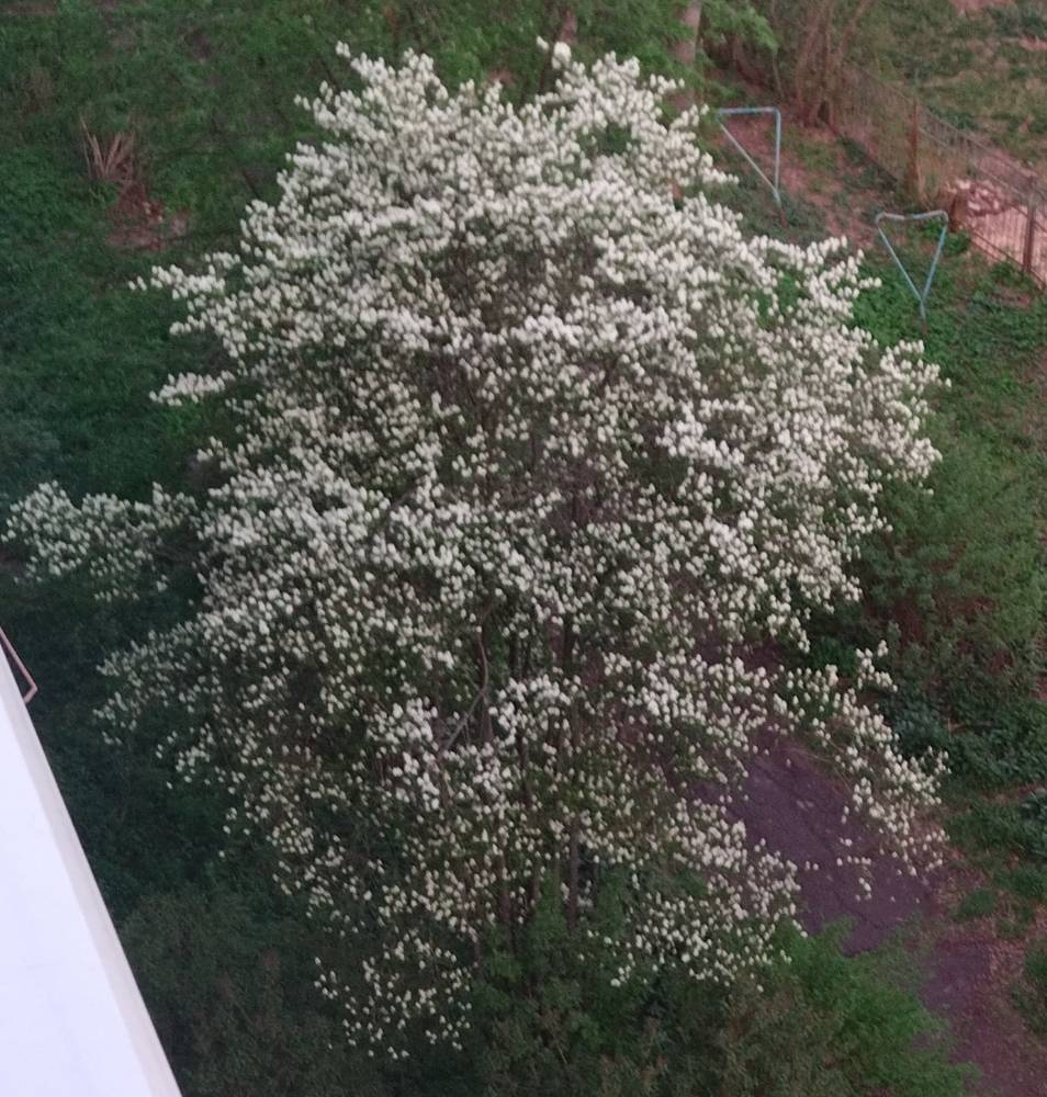 Картинка загружается...