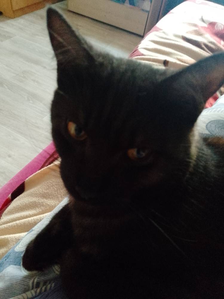 Картинка загружается...