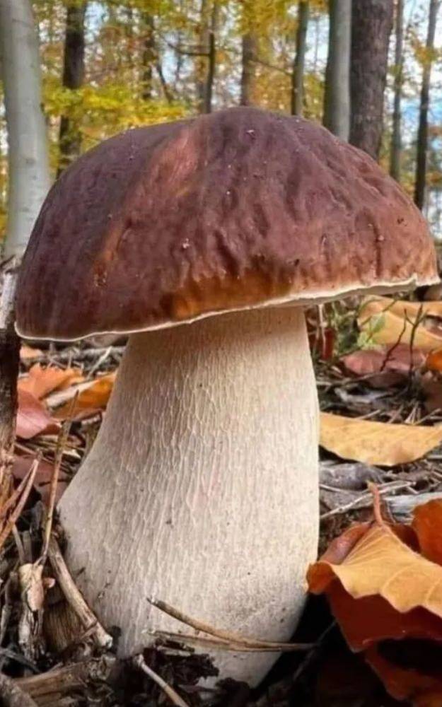 Картинка загружается...