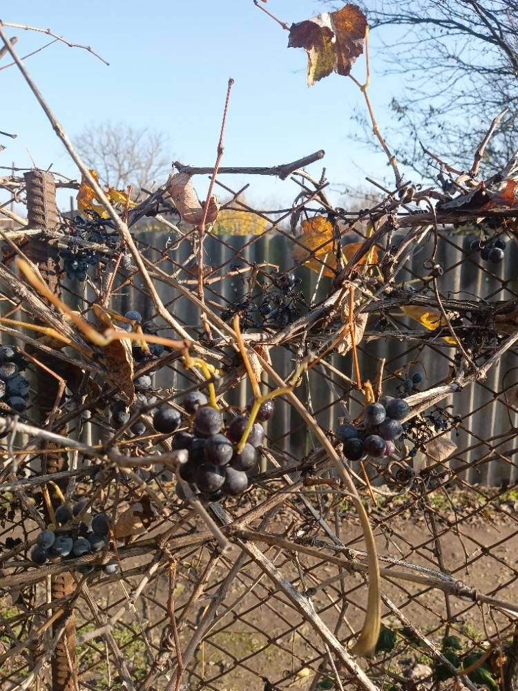 Картинка загружается...