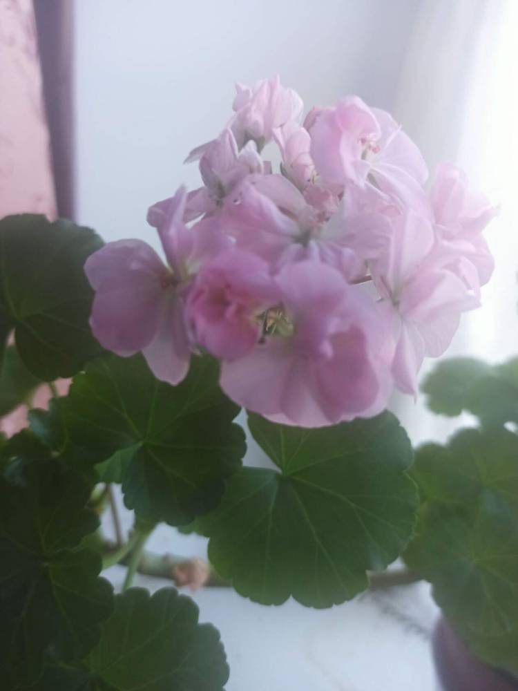 Картинка загружается...