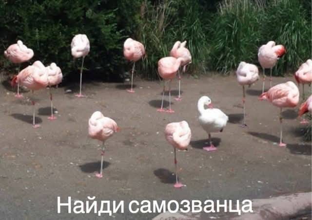 Картинка загружается...