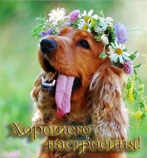 Картинка загружается...