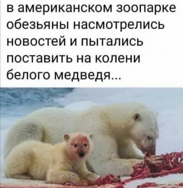 Картинка загружается...